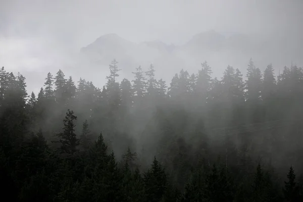 Fog Rises Out Forested Hillside Summer Morning Canada — Stock Photo, Image