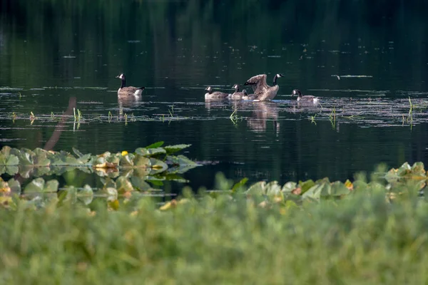 Grupo Gansos Canadá Nadam Lago Uma Manhã Verão Ensolarada — Fotografia de Stock