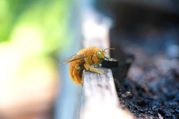 Großaufnahme Von Teddybär Biene Auf Pflanzkasten — Stockfoto