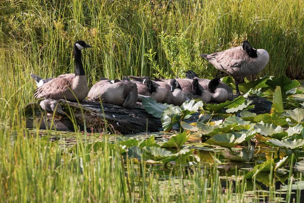 Group Canada Geese Sit Log Sunny Summer Morning — Stock Photo, Image