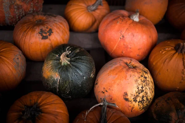 Assorted Pumpkins — Stock Photo, Image