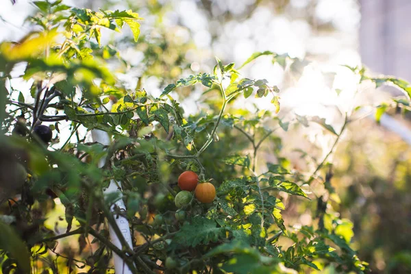 stock image cherry tomatoes outdoors on the vine