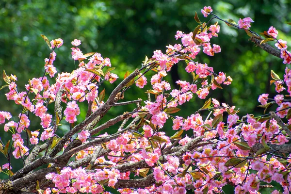 春天的樱花粉色的花朵 — 图库照片