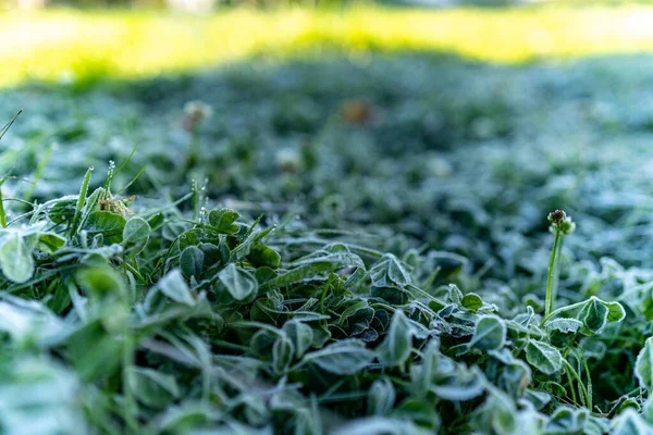 Frosty Gräs Gården Delstaten Washington — Stockfoto