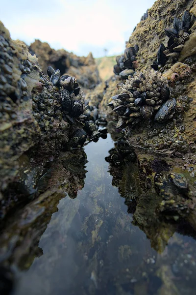 Mussels Barnacles Tidepool — Stock Photo, Image