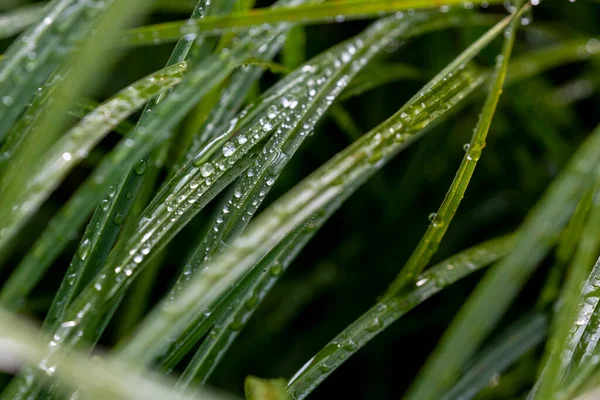 Morning Droplets Dew Collect Grass Lake British Columbia — Stock Photo, Image