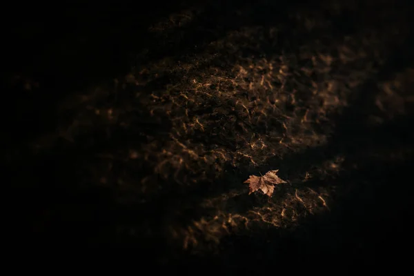 Podzimní List Plovoucí Vodě — Stock fotografie