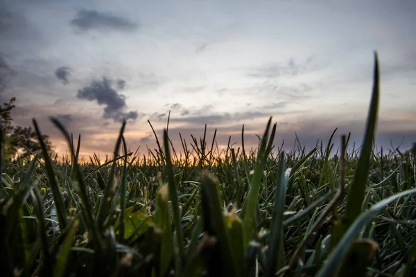Grassy Field Clear Sky Dusk — Stock Photo, Image