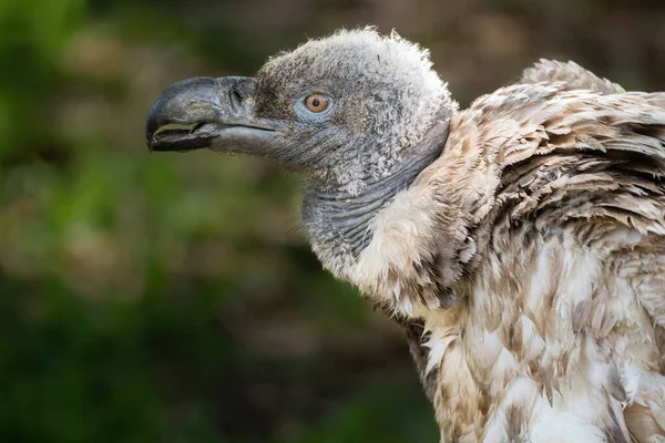 Photo Cape Vulture Chick — Stock Photo, Image
