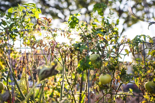 Πράσινες Ντομάτες Στο Αμπέλι — Φωτογραφία Αρχείου