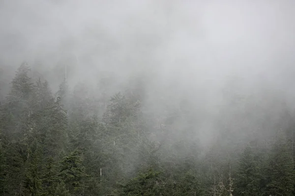 Fog Emelkedik Egy Erdős Domboldalon Egy Nyári Reggel Kanadában — Stock Fotó