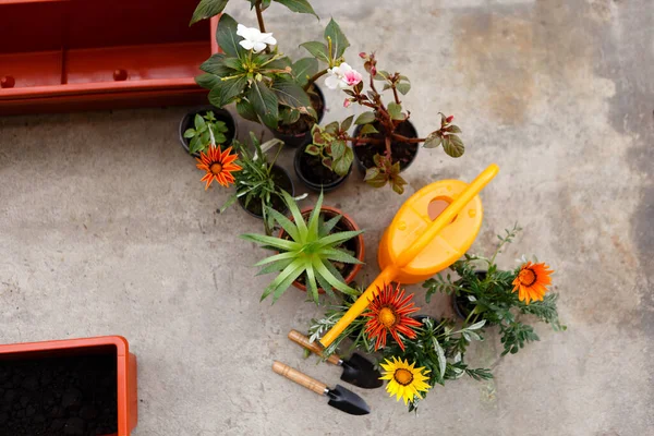 Planting Flowers Pots Spring Using Garden Tools — Stock Photo, Image