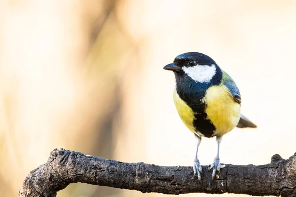 Great Tit Parus Major Perched Tree Trunk Field — Stock Photo, Image