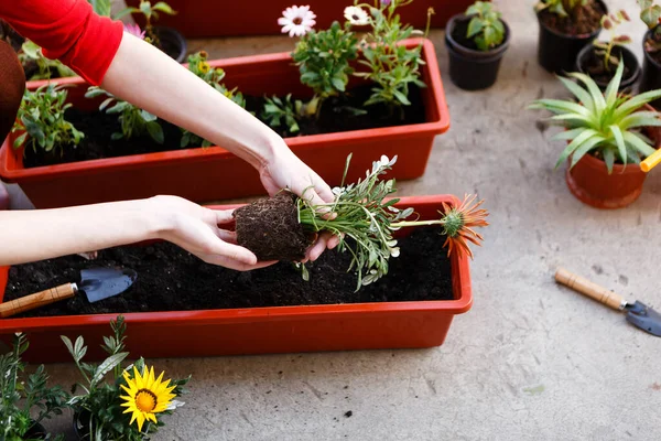 若い女性が庭の道具を使って春に鉢に花を咲かせ — ストック写真