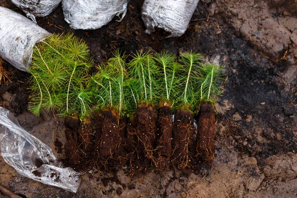 Jehličnany Jsou Vysázeny Před Výsadbou Lesa Jaře — Stock fotografie