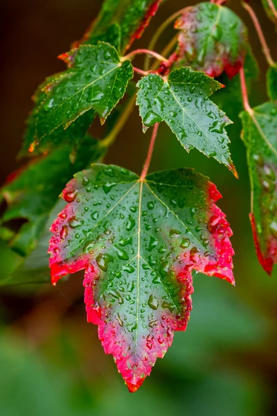 Leaves Maple Tree Start Turn Red Fall — Stock Photo, Image