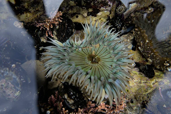 蓝绿相间的海葵 有漂浮的触角 — 图库照片