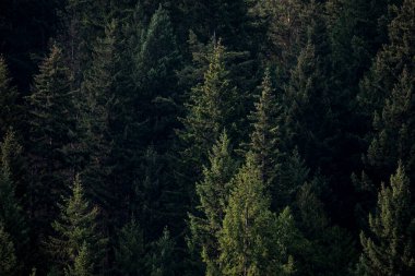 Sabah ilk ışıklarıyla İngiliz Kolombiyası 'nın yamaçlarındaki bazı kozalaklı ağaçlar harekete geçer..