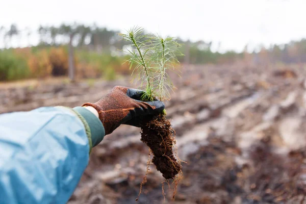 Holds Conifer Sapling Field Planting Forest Spring — Stock Photo, Image