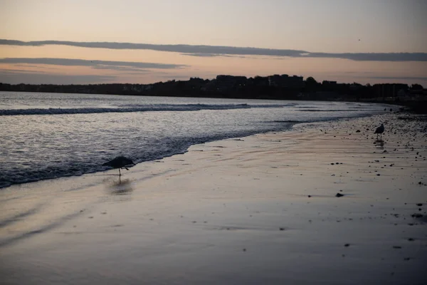 Seagulls Beach Sunrise — Stock Photo, Image