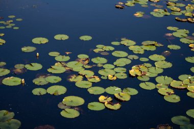 Zambak yastıkları gölet