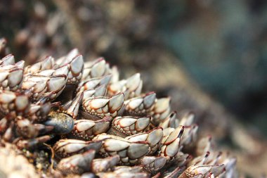 Goose-neck Barnacle Near Ocean Tidepool clipart