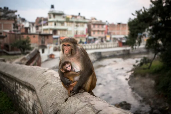 stock image A monkey and its baby on a wall at Pashupatinath Temple in Kathmandu.