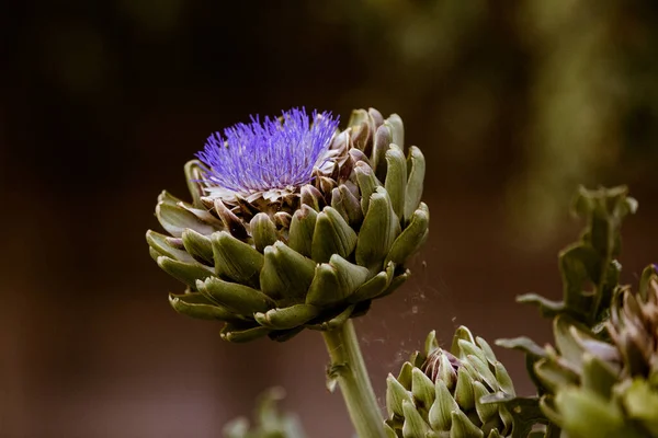 Close Blooming Artichoke — Stock fotografie