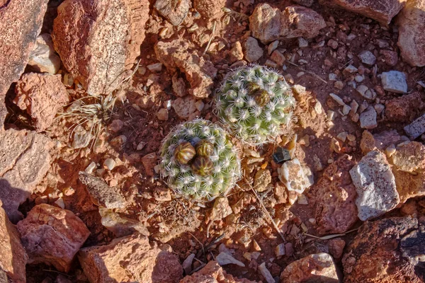 Endangered Little Cactus Marble Canyon Arizona Called Brady Pincushion Botanical — Stock Photo, Image