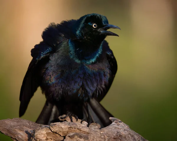 Common Grackle Performing Threat Display Puffing — Stock Photo, Image