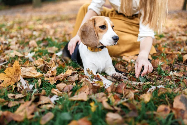 秋の公園の散歩にビーグル犬 — ストック写真