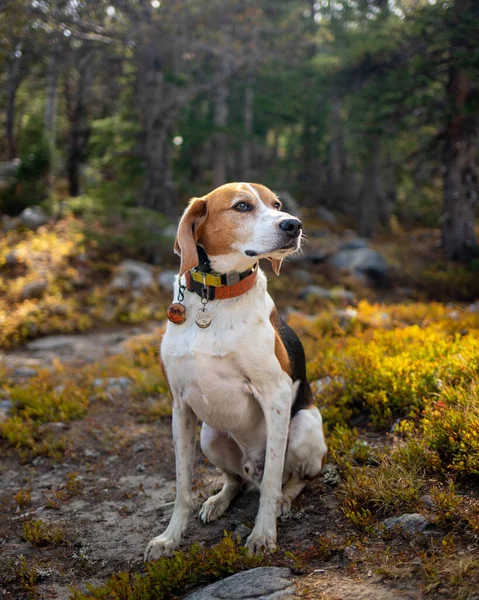 Senior American Foxhound Trekking Nella Foresta Del Colorado — Foto Stock