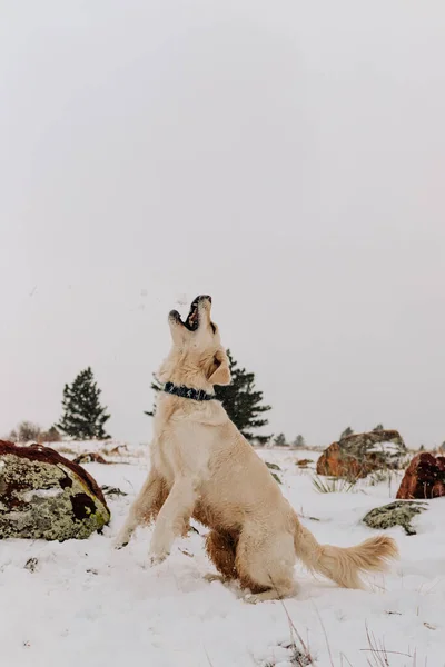 Golden Retriever Cattura Palla Neve Inverno Boulder Colorado — Foto Stock