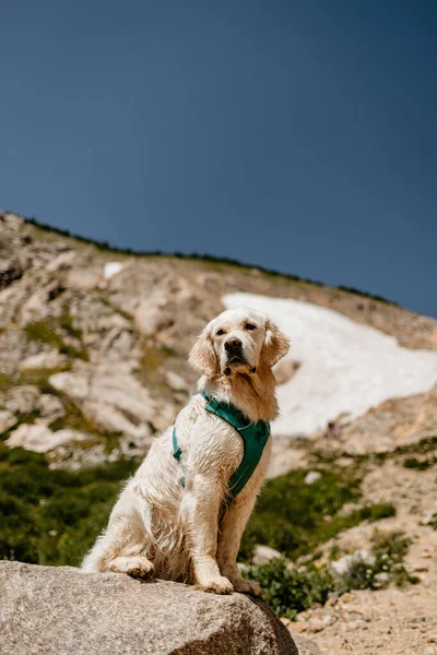 Giovane Crema Golden Retriever Escursioni Colorado Montagne — Foto Stock