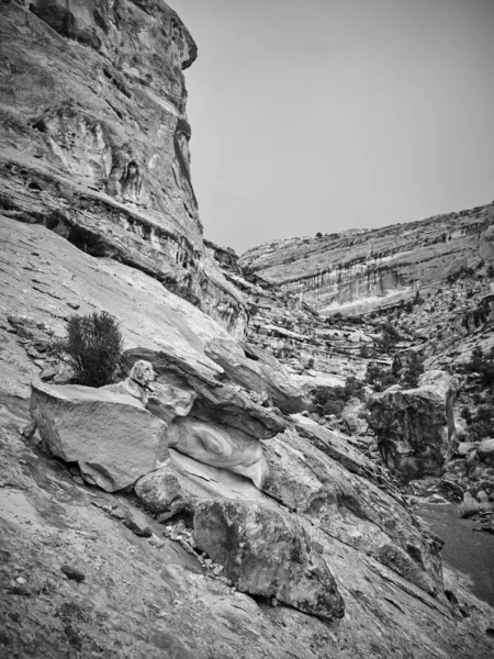 犹他州的峡谷里 一只金色的猎犬爬上岩石 — 图库照片