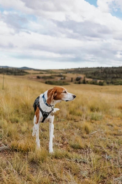 コロラド州のフィールドに立つシニアアメリカのフォックスハウンド犬 — ストック写真