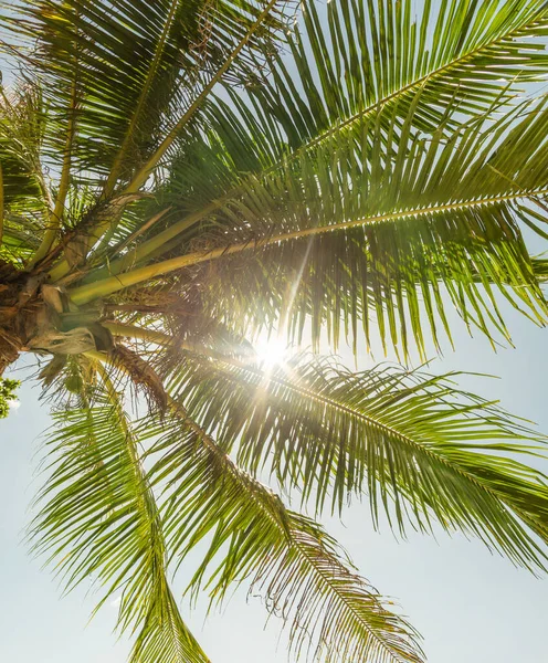 Palma Pod Południowym Słońcem — Zdjęcie stockowe