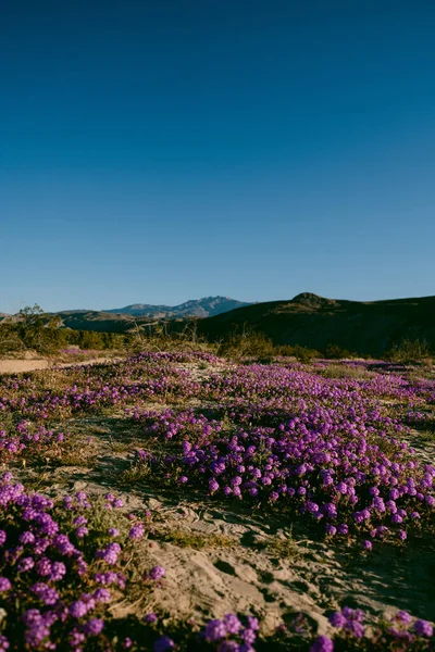 Fleurs Verveine Sable Violet Anza Borrego — Photo