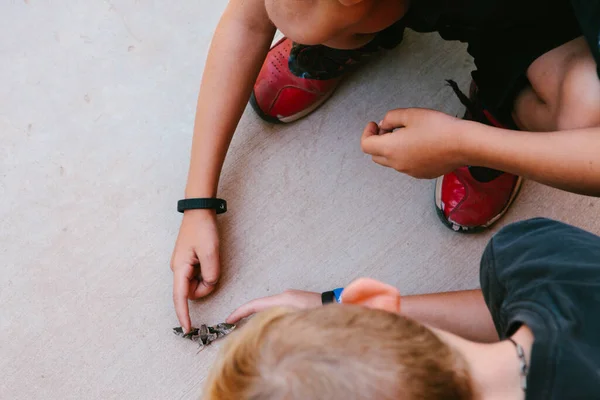 Meninos Aprendem Investigam Uma Mariposa Chão Verão — Fotografia de Stock