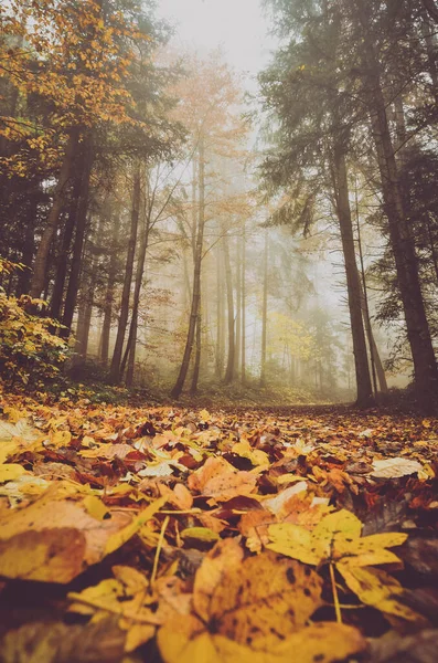 Wald Den Herbsttagen — Stockfoto