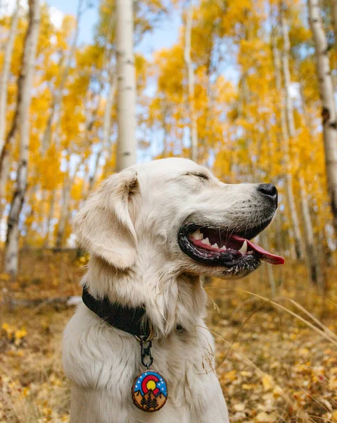 Jonge Golden Retriever Glimlachen Gele Colorado Aspen Bomen — Stockfoto