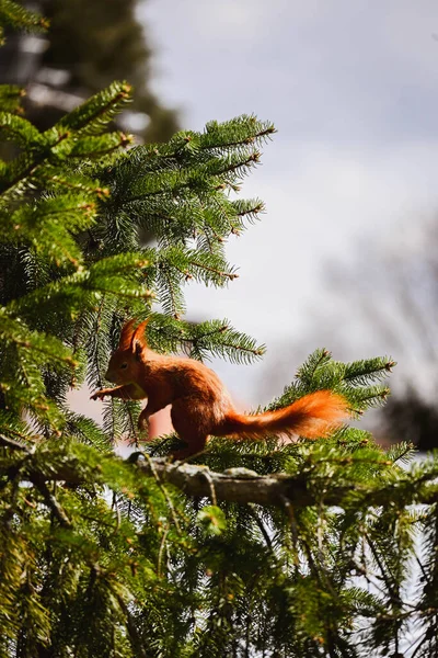Czerwona Wiewiórka Stojąca Drzewie — Zdjęcie stockowe