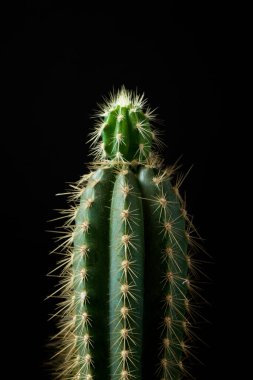 Biraz kaktüs ve siyah arkaplan.