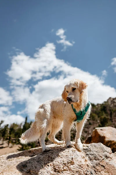 コロラド山の岩の上に立つぬれたクリームゴールデンレトリバー犬 — ストック写真