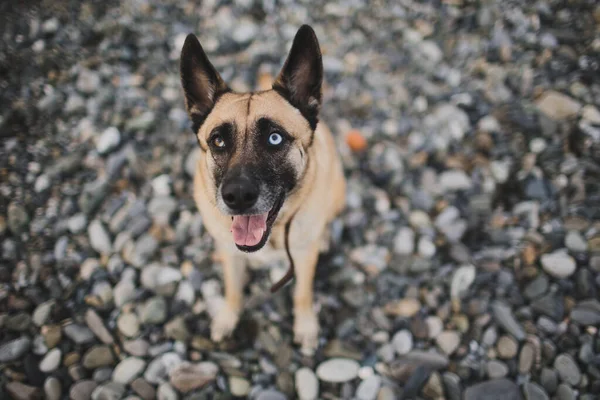 a dog with different eyes is sitting on the rocks