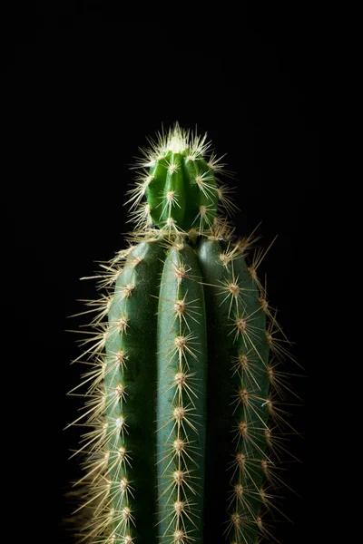 Liten Kaktus Och Svart Bakgrund — Stockfoto