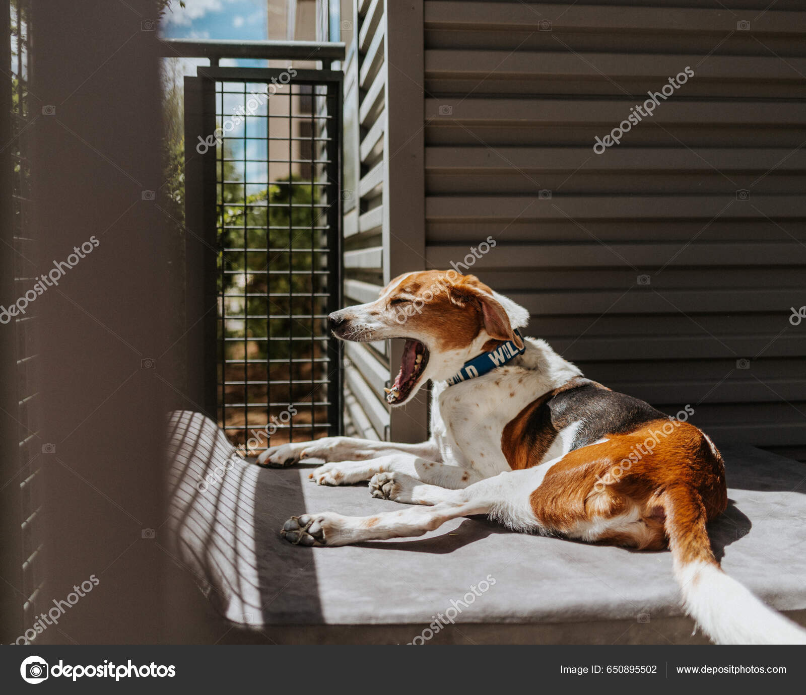 Beagle Mix Foxhound Jack Russell Mix Beagle Foxhound Border Collie