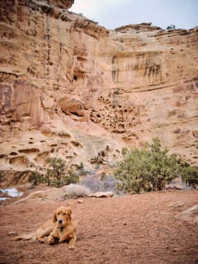 Utah 'ta bir slot kanyonunda yerde yatan bir golden retriever.