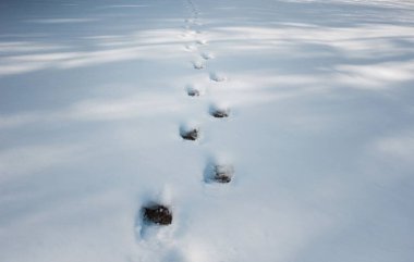 Ormandaki kardaki ayak sesleri