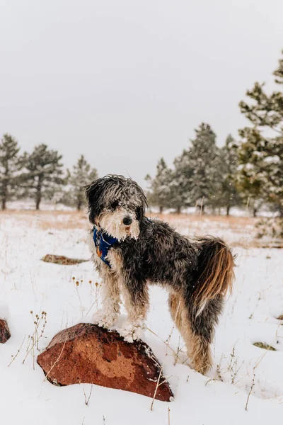 Aussiedoodle Hiking in the Winter in Boulder Colorado in Blizzard